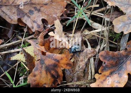 common Dung beetle on old Foliage