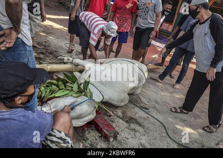 Indonesian Muslims slaughter a cow during celebrations for Eid al-Adha or Festival of Sacrifice at Al-Ikhlas Mosque in Yogyakarta, Indonesia on July 31, 2020. Muslims across the world celebrate Eid al-Adha which marks the end of the annual hajj pilgrimage by slaughtering sacrificial animals whose meat will later be distributed to the people. (Photo by Rizqullah Hamiid/NurPhoto) Stock Photo