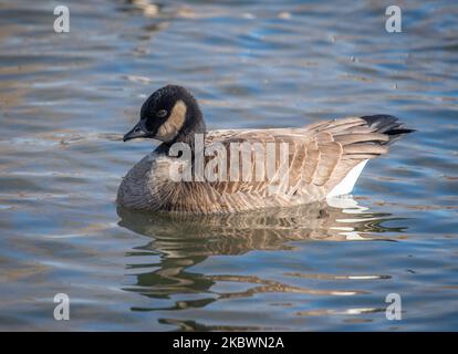 A petite Cackling Goose captured swimming in the open water of a Colorado lake. Stock Photo