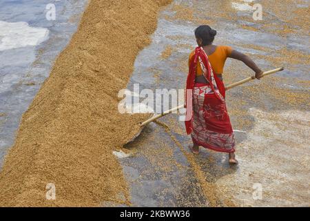 Daily women labor dries rice at a rice mill ground in Savar near Dhaka, Bangladesh, on August 7, 2020 (Photo by Mamunur Rashid/NurPhoto) Stock Photo