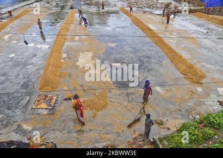 Daily women labor dries rice at a rice mill ground in Savar near Dhaka, Bangladesh, on August 7, 2020 (Photo by Mamunur Rashid/NurPhoto) Stock Photo