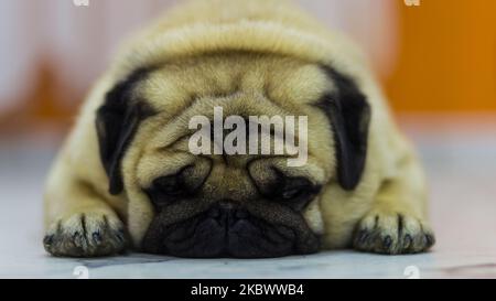 A closeup of a moody pug dog, Canis lupus familiaris lying on a ground Stock Photo