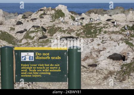 A warning sign is seen beside fur seals in Kaikoura Peninsula, South Island, New Zealand on August 09, 2020. The magnitude 7.8 tremorÂ earthquake caused substantial damage to this large seal colony in 2016 and the seabed has been uplifted between two-five meters in certain areas of the seal colony.Â Kaikoura Peninsula is one of the famous places to see fur seals in New Zealand. (Photo by Sanka Vidanagama/NurPhoto) Stock Photo