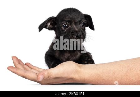 Cute black stray dog pup, sitting behind human arm laying down. Looking beside camera. Isolated on a white background. Stock Photo