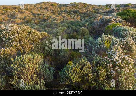 Typical coastal fynbos vegetation in the Cape Agulhas region. L'Agulhas ...