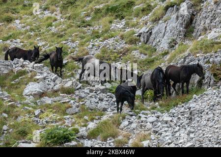 A herd of wild horses in line on a path passing as seen at an altitude of 1800m. above sea level. The group of the beautiful mammals was located between Astraka and Tymfi or Gamila mountain peaks in the Vikos - Aoos National Park in Epirus region. The Vikos-Aoos National Park preserves one of the richest mountain and forest ecosystems in terms of wildlife diversity in Greece and is part of the Natura 2000 ecological network and one of UNESCO Geoparks at an elevation range from 550 to 2,497 meters, on August 10, 2020, in Epirus, Greece. (Photo by Nicolas Economou/NurPhoto) Stock Photo