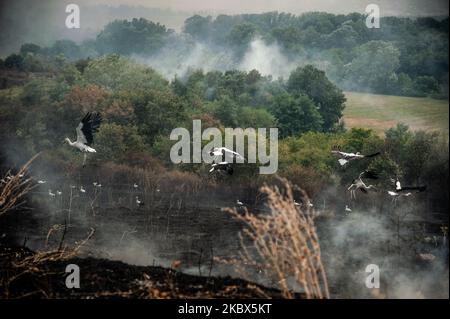 Storks are seen flying near the area of the huge fires. Significant damage was inflicted by the fires in Bulgaria in the Haskovo region, which destroyed more than 100,000 acres of forests, agricultural land, dry grass, burned several agricultural buildings and houses in the village of Filipovtsi, located on the Bulgarian-Turkish border, and 6 storks were rescued at a wildlife rescue center that is currently recovering on August 15, 2020 (Photo by Hristo Rusev/NurPhoto) Stock Photo