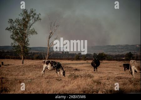 Cows are seen near the area of the huge fire. Significant damage was inflicted by the fires in Bulgaria in the Haskovo region, which destroyed more than 100,000 acres of forests, agricultural land, dry grass, burned several agricultural buildings and houses in the village of Filipovtsi, located on the Bulgarian-Turkish border, and 6 storks were rescued at a wildlife rescue center that is currently recovering on August 15, 2020 (Photo by Hristo Rusev/NurPhoto) Stock Photo