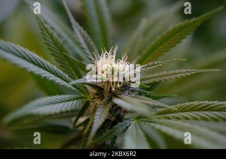 Cannabis closeup of the bud grown at home legally Stock Photo