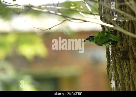 Blue-throated barbet (Psilopogon asiaticus) seen in the tree during ongoing Prohibitory lockdown as concerns about the spread of Corona Virus (COVID-19) at Kirtipur, Kathmandu, Nepal on Sunday, August 23, 2020. (Photo by Narayan Maharjan/NurPhoto) Stock Photo