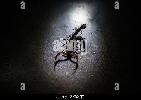 Indian red scorpion, Hottentotta tamulus, Satara, Maharashtra, India ...