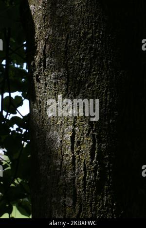 A vertical shot of a tree trunk in the green forest of Muir Woods ...