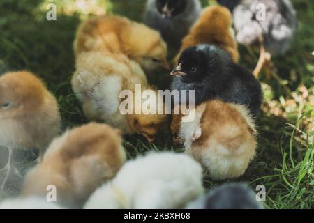 Group of Little Chicks Brooding by a Hen on a Green Grass on Organic Poultry Farm. Shallow Depth of Field Stock Photo