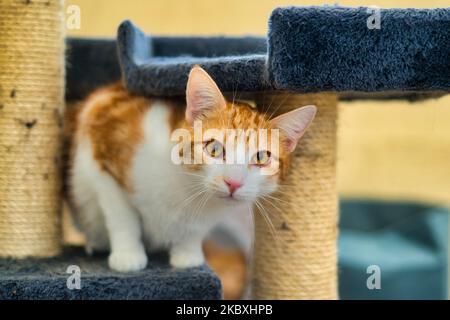 A curious ginger cat looking through its playground indoors Stock Photo