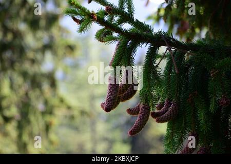 A closeup of pines on a Lijiang spruce evergreen tree, Picea likiangensis Stock Photo