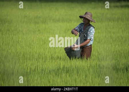 A farmer throws fertilizer in a paddy field in Maubin, Irrawaddy Region, Myanmar on August 30, 2020. (Photo by Shwe Paw Mya Tin/NurPhoto) Stock Photo