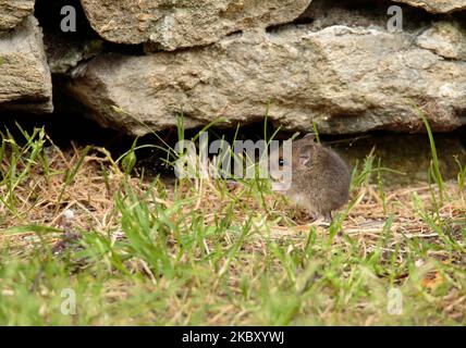 Wood Mouse Stock Photo