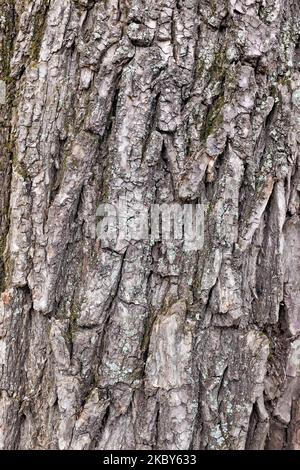 Fragment of natural tree bark illuminated by soft sunlight. Vertical image. Natural background. Stock Photo