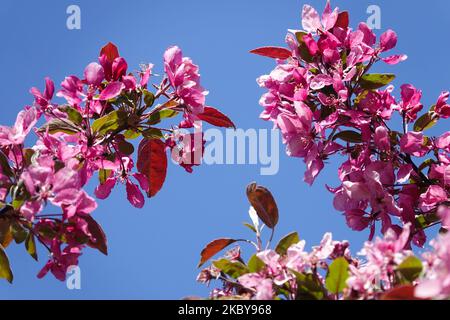 Flowering Crabapple, Malus x moerlandsii Profusion, Pink, Blooming, Blossoms on Branch, Crabapple Stock Photo