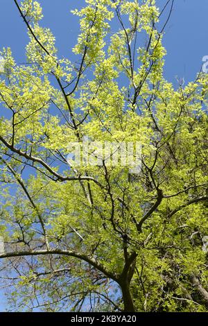 Common Hackberry, Celtis occidentalis, tree in the floodplain of Ledges ...