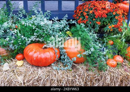Large and small orange pumpkins, combined with a bouquet of orange asters and green bushes, decorate the entrance in anticipation of Halloween. Stock Photo