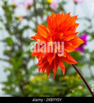 Closeup of a dahnlia flower blossom in the garden Stock Photo