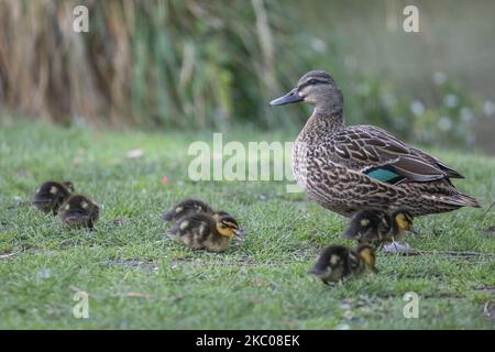 A Grey Duck and her ducklingsÂ walk along a meadow by the lakeÂ during ...