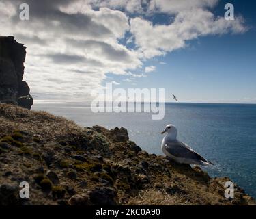 A northern fulmar (Fulmarus glacialis) sitting on a cliff with a beautiful sea in the distance Stock Photo