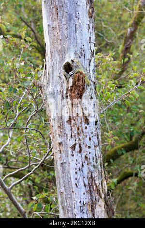 Old standing rotten tree trunk with holes my by Woodpeckers Stock Photo