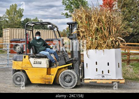 Worker wearing a face mask to protect him from the novel coronavirus (COVID-19) while using a forklift to transport stalks of dried corn at a farmers market in Markham, Ontario, Canada, on October 03, 2020. Cases of COVID-19 continue to rise, with record daily numbers across the Greater Toronto Area. Calls to place the city of Toronto back into lockdown to slow the spread of the virus are mounting from healthcare officials. (Photo by Creative Touch Imaging Ltd./NurPhoto) Stock Photo