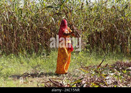 Indian Farmer Harvest millet in a field on the outskirts village of Ajmer, Rajasthan, India on October 03, 2020. The millet farmers have very poor soils. But every season, along with their millets, they also grow their soils. Their crops are intrinsically soil-fertilizing, and just by growing millets in every cropping season, they are not only preserving the soil's fertility but also adding more carbon to it. (Photo by Himanshu Sharma/NurPhoto) Stock Photo