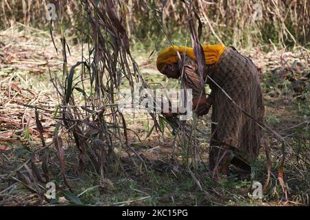 Indian Farmer Harvest millet in a field on the outskirts village of Ajmer, Rajasthan, India on October 03, 2020. The millet farmers have very poor soils. But every season, along with their millets, they also grow their soils. Their crops are intrinsically soil-fertilizing, and just by growing millets in every cropping season, they are not only preserving the soil's fertility but also adding more carbon to it. (Photo by Himanshu Sharma/NurPhoto) Stock Photo