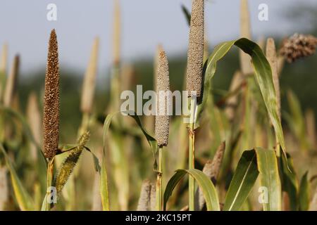 Indian Farmer Harvest millet in a field on the outskirts village of Ajmer, Rajasthan, India on October 03, 2020. The millet farmers have very poor soils. But every season, along with their millets, they also grow their soils. Their crops are intrinsically soil-fertilizing, and just by growing millets in every cropping season, they are not only preserving the soil's fertility but also adding more carbon to it. (Photo by Himanshu Sharma/NurPhoto) Stock Photo