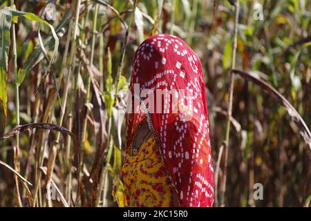 Indian Farmer Harvest millet in a field on the outskirts village of Ajmer, Rajasthan, India on October 03, 2020. The millet farmers have very poor soils. But every season, along with their millets, they also grow their soils. Their crops are intrinsically soil-fertilizing, and just by growing millets in every cropping season, they are not only preserving the soil's fertility but also adding more carbon to it. (Photo by Himanshu Sharma/NurPhoto) Stock Photo