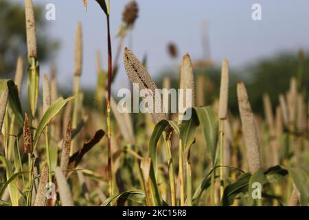 Indian Farmer Harvest millet in a field on the outskirts village of Ajmer, Rajasthan, India on October 03, 2020. The millet farmers have very poor soils. But every season, along with their millets, they also grow their soils. Their crops are intrinsically soil-fertilizing, and just by growing millets in every cropping season, they are not only preserving the soil's fertility but also adding more carbon to it. (Photo by Himanshu Sharma/NurPhoto) Stock Photo