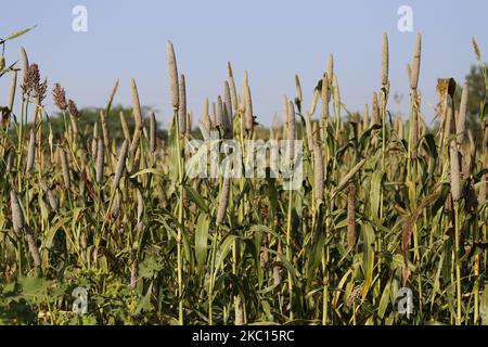 Indian Farmer Harvest millet in a field on the outskirts village of Ajmer, Rajasthan, India on October 03, 2020. The millet farmers have very poor soils. But every season, along with their millets, they also grow their soils. Their crops are intrinsically soil-fertilizing, and just by growing millets in every cropping season, they are not only preserving the soil's fertility but also adding more carbon to it. (Photo by Himanshu Sharma/NurPhoto) Stock Photo