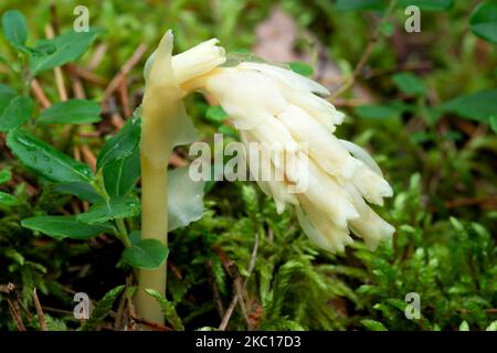 Parasitic plant without chlorophyll Pinesap (False beech-drops, Hypopitys monotropa) in a pine forest in Belarus, Europe Stock Photo