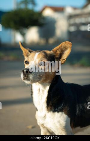 A vertical shot of Jack Russel Terrier outdoors under sunlight Stock Photo