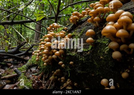 A large group of sheathed woodtuft mushrooms (Kuehneromyces mutabilis) on a dead beech tree trunk Stock Photo