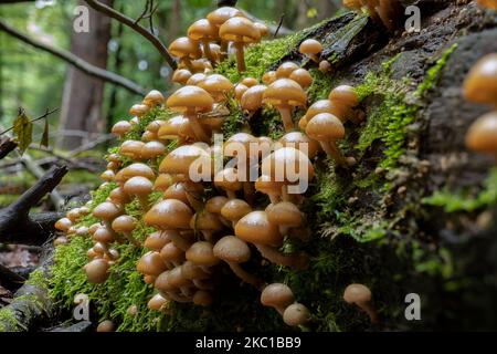 A large group of sheathed woodtuft mushrooms (Kuehneromyces mutabilis) on a dead beech tree trunk Stock Photo
