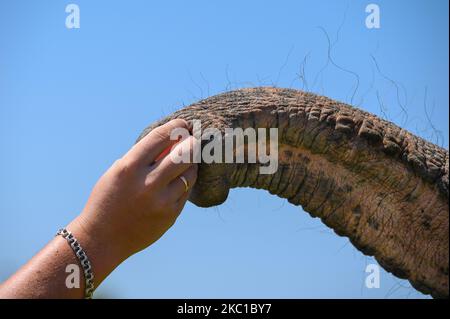 The Asian elephant takes food from the man's hand with its trunk. Close-up, copy space. Stock Photo