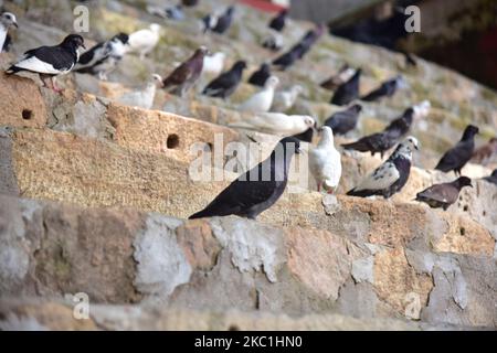 Pigeons sits inside the premises of Kamakhya Temple as it re-opens for public after a gap of nearly six months due to coronavirus lockdown with certain restrictions, in Guwahati, India on October 11, 2020. (Photo by Anuwar Hazarika/NurPhoto) Stock Photo