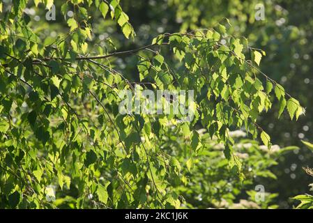 Sunlight through back lit young triangular leaves of silver birch (Betula pendula) on a deciduous woodland tree in early summer, Berkshire, June Stock Photo