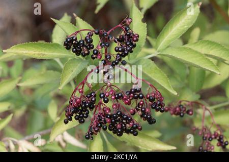 Cluster of ripening berries on elder or elderberry (Sambucus nigra) on the bush ranging from black through pink and red, Berkshire, August Stock Photo