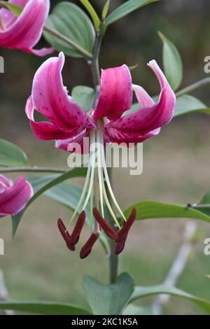 Turks cap lily, Lilium 'Black Beauty' flower of a hybrid lily with striking pink purple flowers, recurved petals and long stamens with large anthers, Stock Photo