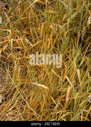 Crown rust (Puccinia coronata) a severe orange infection on Yorkshire fog (Holcus lanatus) a wild grass, Berkshire, July Stock Photo