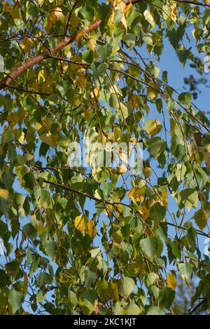 Yellow, orange and green leaves of silver birch (Betula pendula) changing colour in autumn with immature catkins, Berkshire, October Stock Photo
