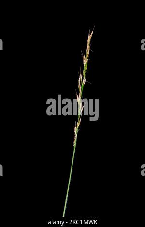 Close-up view of a single panicle of Purple Moor-Eye (lat: Molinia caerulea) isolated on a black studio background. Stock Photo