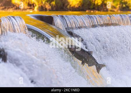 Salmon move up the Humber river attracts spectators near the Old Mill subway station in Etobicoke during their breeding season in Toronto, Canada, on October 11, 2020 (Photo by Anatoliy Cherkasov/NurPhoto) Stock Photo