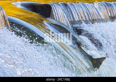Salmon move up the Humber river attracts spectators near the Old Mill subway station in Etobicoke during their breeding season in Toronto, Canada, on October 11, 2020 (Photo by Anatoliy Cherkasov/NurPhoto) Stock Photo